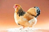 На отечественном рынке импортной курятины становится все меньше